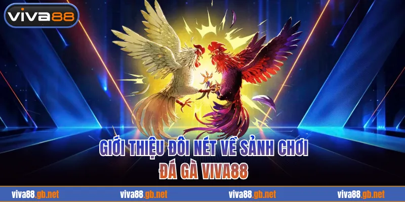 Giới thiệu đôi nét về sảnh chơi đá gà VIVA88